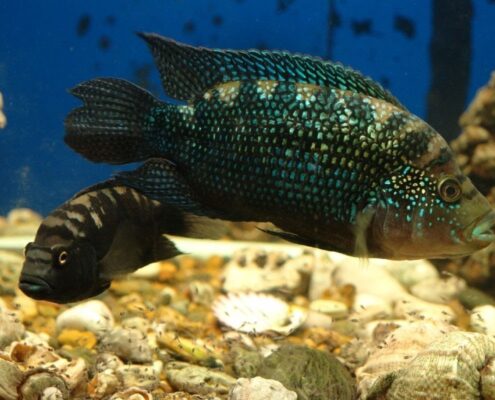 Jack Dempsey Cichlid