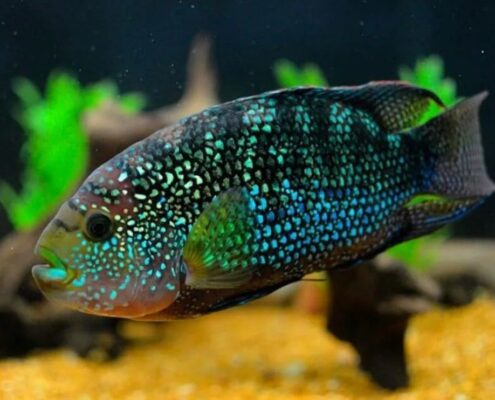 Jack Dempsey Cichlid