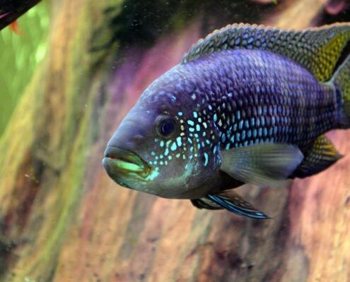 Jack Dempsey Cichlid