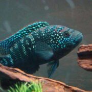 Jack Dempsey Cichlid Jack Dempsey Cichlid