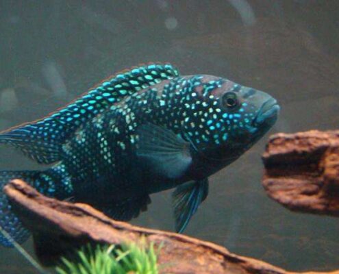 Jack Dempsey Cichlid