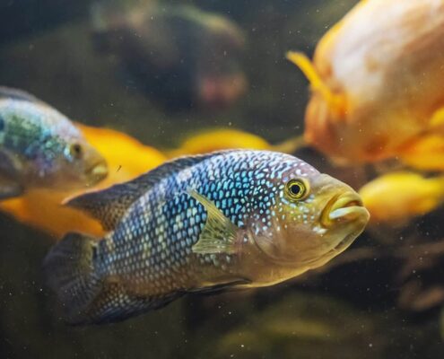Jack Dempsey Cichlid