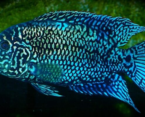 Jack Dempsey Cichlid