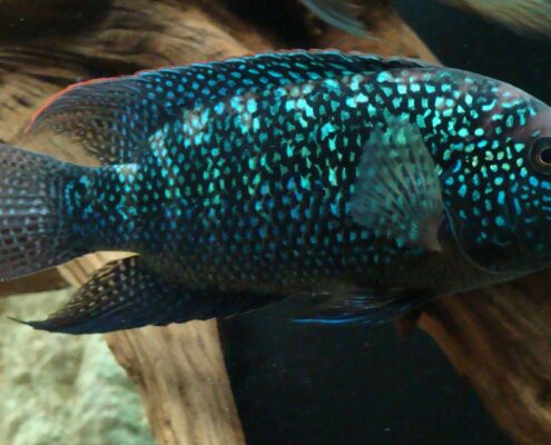Jack Dempsey Cichlid