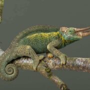 Jackson Bukalemunu Jackson Bukalemunu