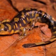 Kaplan Semender (Tiger Salamander) Kaplan Semender (Tiger Salamander)