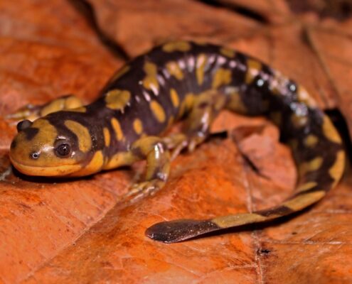 Kaplan Semender (Tiger Salamander)