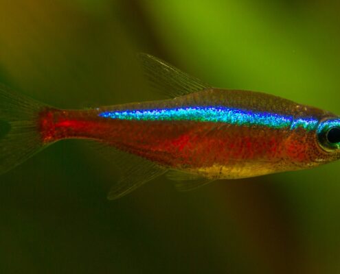 Kardinal Neon Tetra