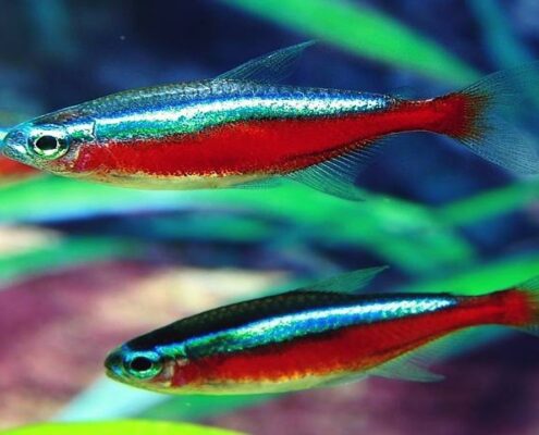 Kardinal Neon Tetra