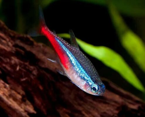 Kardinal Neon Tetra