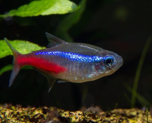Kardinal Neon Tetra