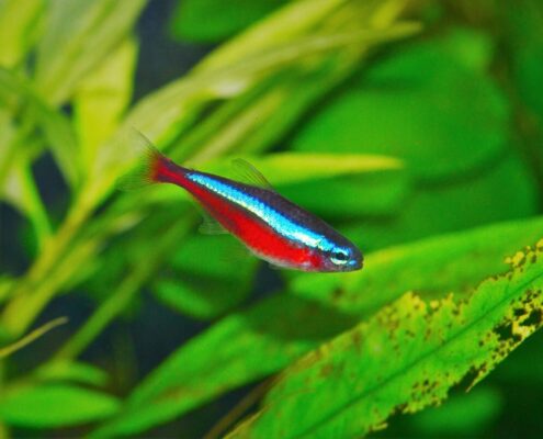 Kardinal Neon Tetra