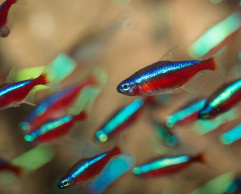 Kardinal Neon Tetra
