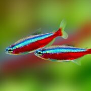 Kardinal Neon Tetra Kardinal Neon Tetra
