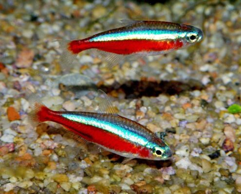 Kardinal Neon Tetra