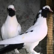 Kelebek Güvercini Kelebek Güvercini
