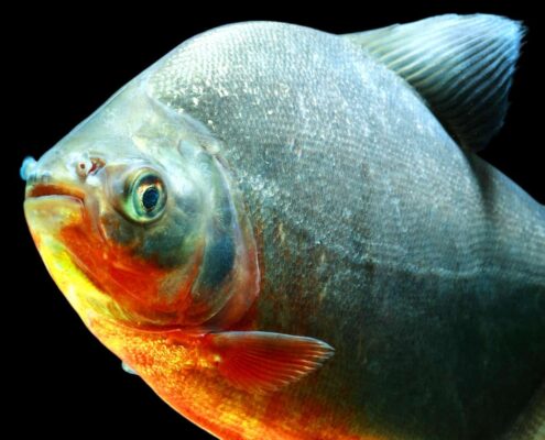 Kırmızı Pacu