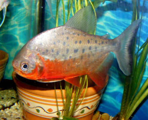 Kırmızı Pacu