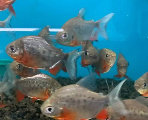 Kırmızı Pacu