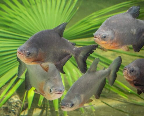 Kırmızı Pacu