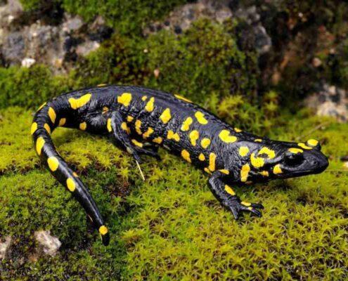 Lekeli Semender (Fire Salamander)