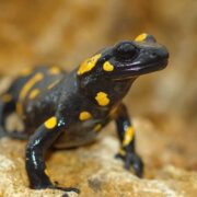 Lekeli Semender (Fire Salamander) Lekeli Semender (Fire Salamander)