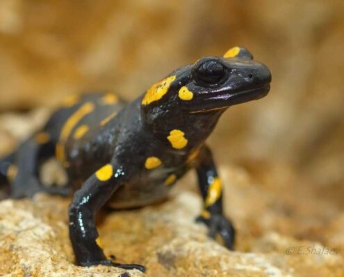Lekeli Semender (Fire Salamander)