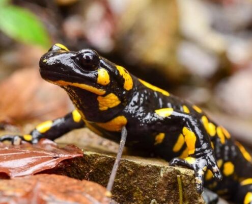 Lekeli Semender (Fire Salamander)