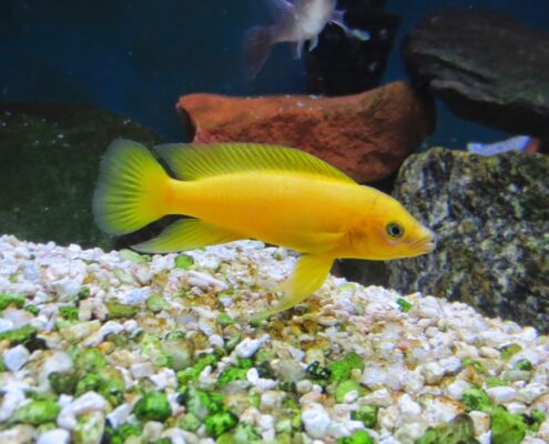 Limon Cichlid
