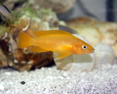 Limon Cichlid