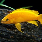 Limon Cichlid Limon Cichlid