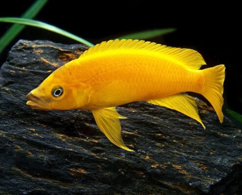 Limon Cichlid