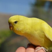 Lutino Muhabbet Kuşu Lutino Muhabbet Kuşu