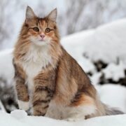 Norveç Orman Kedisi Norveç Orman Kedisi