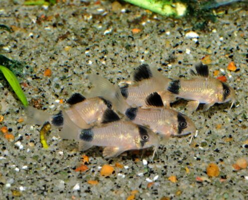 Panda Cory