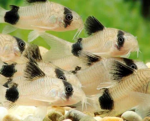 Panda Cory