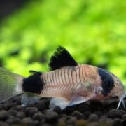Panda Cory Panda Cory