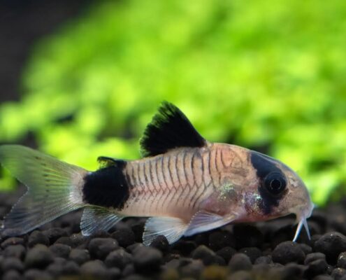 Panda Cory
