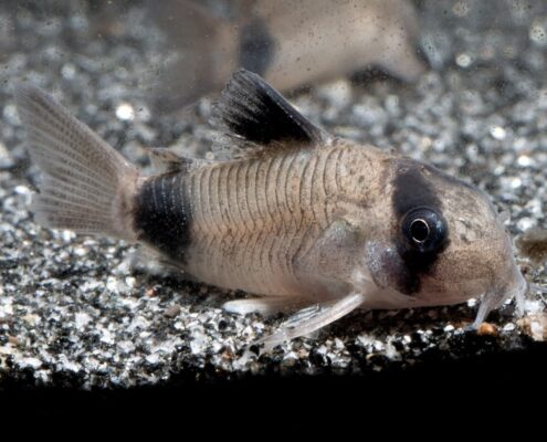 Panda Cory