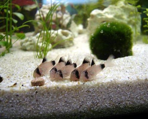 Panda Cory