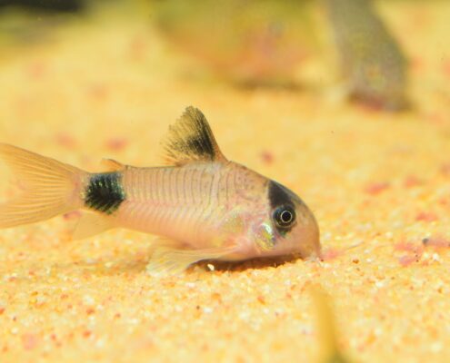 Panda Cory