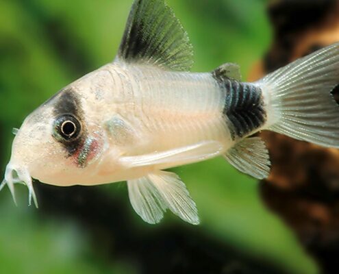 Panda Cory