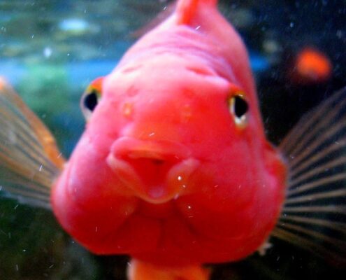 Papağan Cichlid