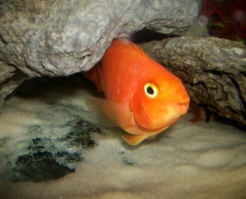 Papağan Cichlid