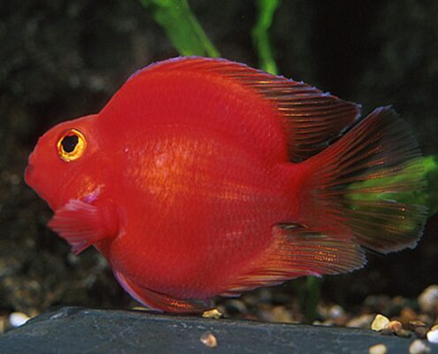 Papağan Cichlid