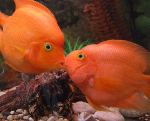 Papağan Cichlid