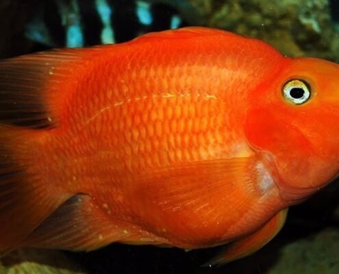 Papağan Cichlid