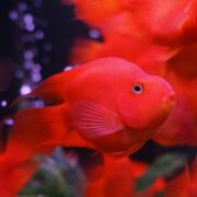 Papağan Cichlid Papağan Cichlid