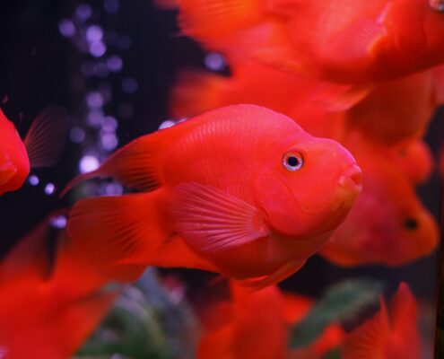 Papağan Cichlid