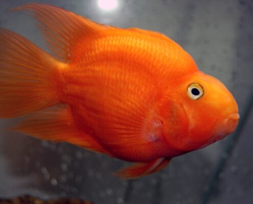 Papağan Cichlid